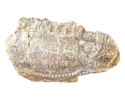 Dinosaur Edmontosaurus annectens jaw with teeth