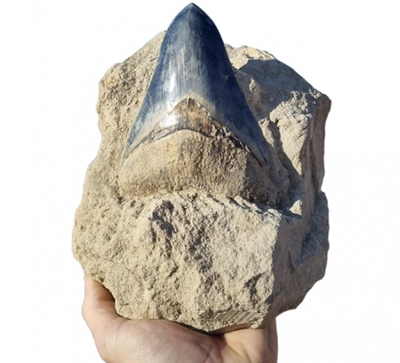 Fossil Shark Tooth Otodus megalodon