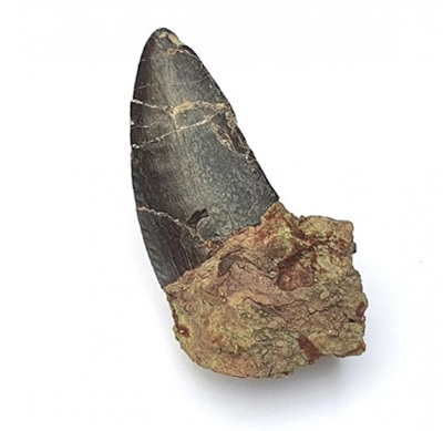 Theropod Dinosaur Tooth Eocharcharias sp.