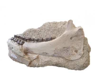 Brontotherium megaceratops Jaw