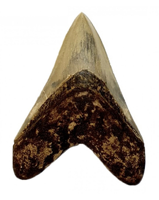 Fossil Shark Tooth Otodus megalodon